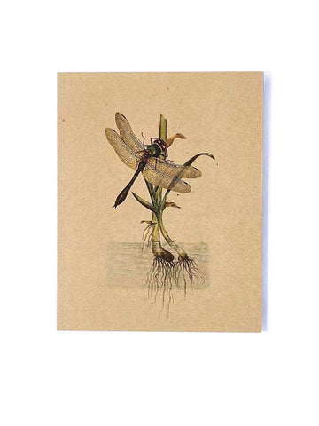 Landing Dragonfly Card