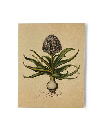 Medieval Hyacinth Card