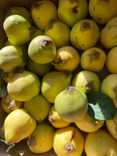 Quince