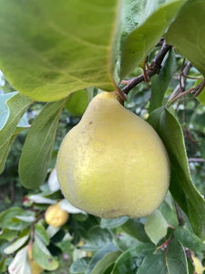 Quince