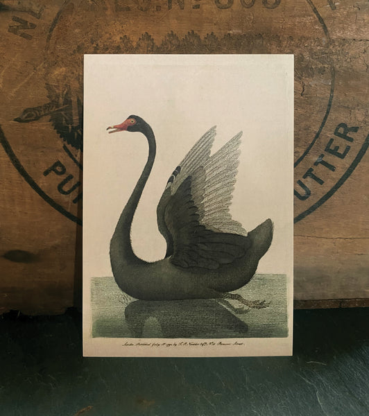 Black Swan