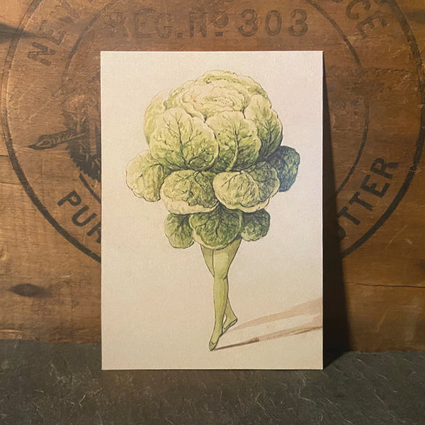 Butter Lettuce Ballet