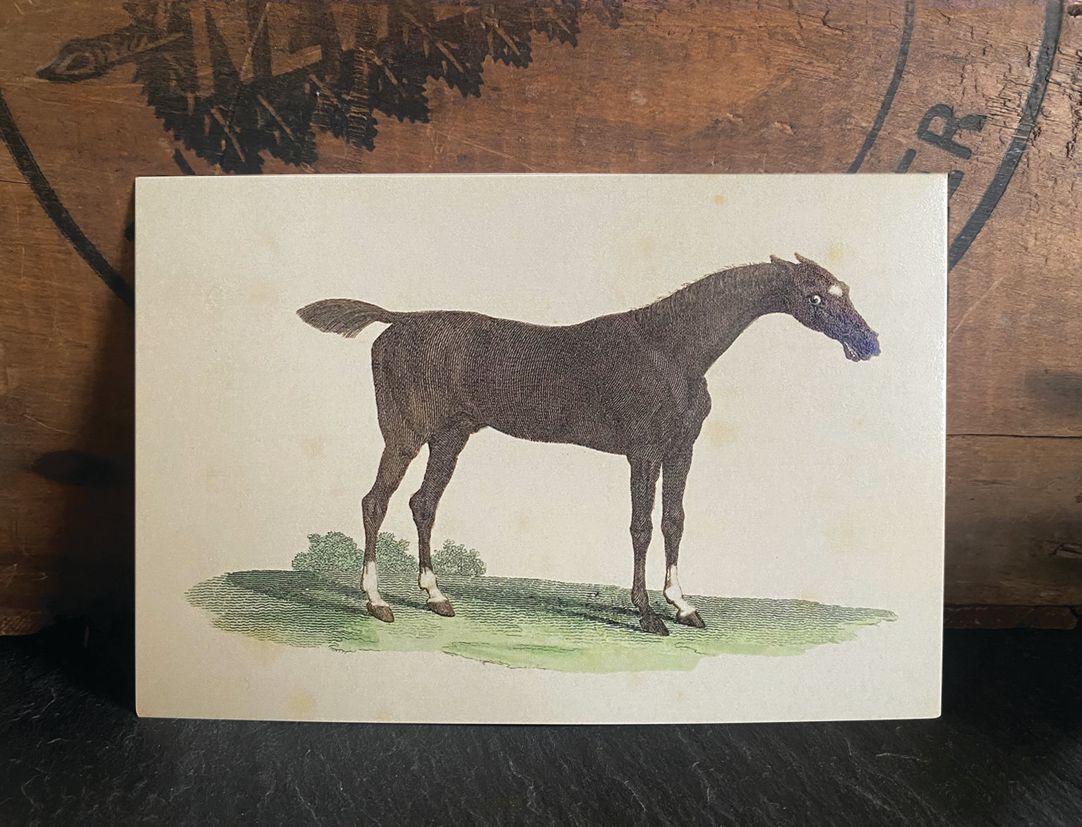 Chestnut Horse