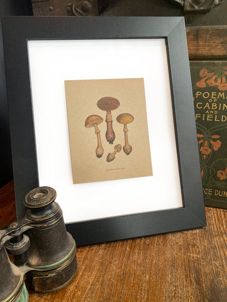 Amanita Mushroom Note Card (frame not included)