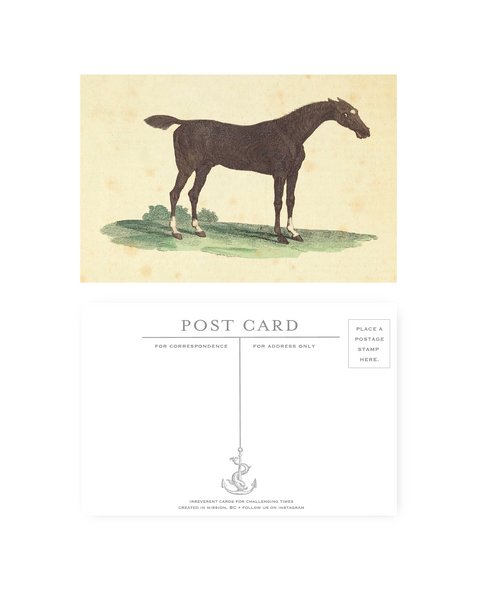 Chestnut Horse