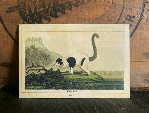 Vari (Lemur)