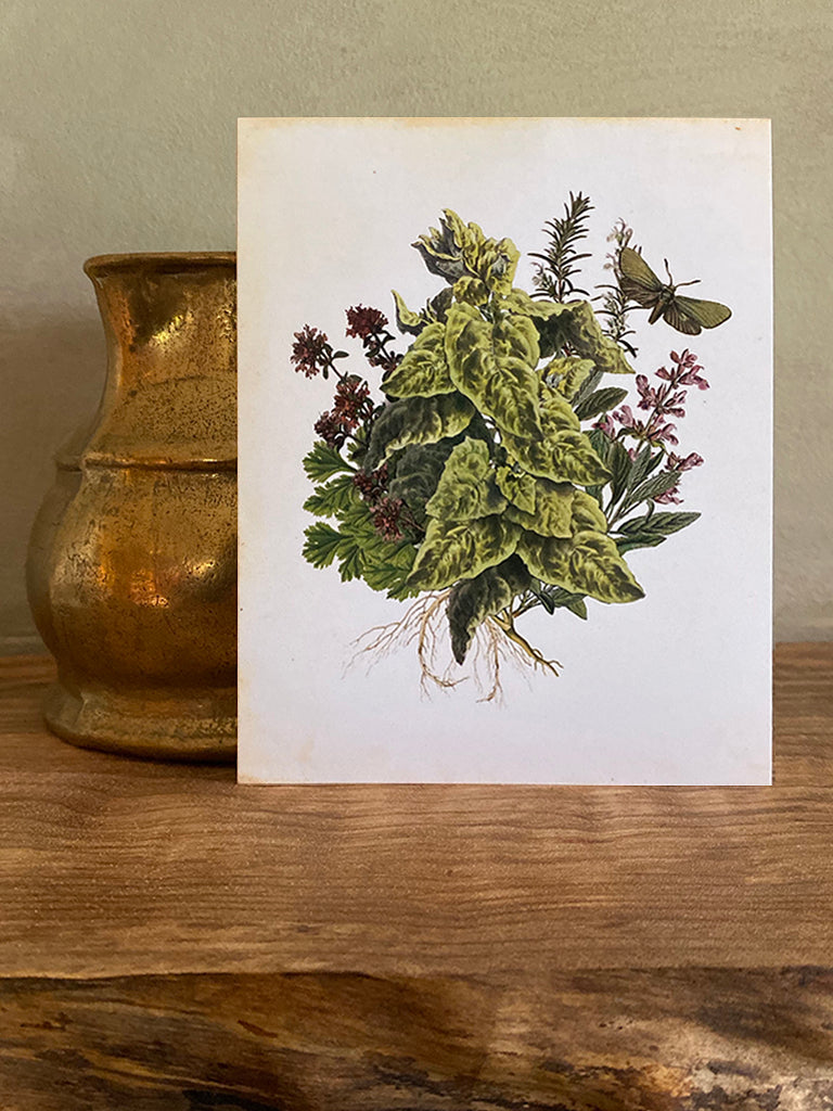 Apothecary Note Card