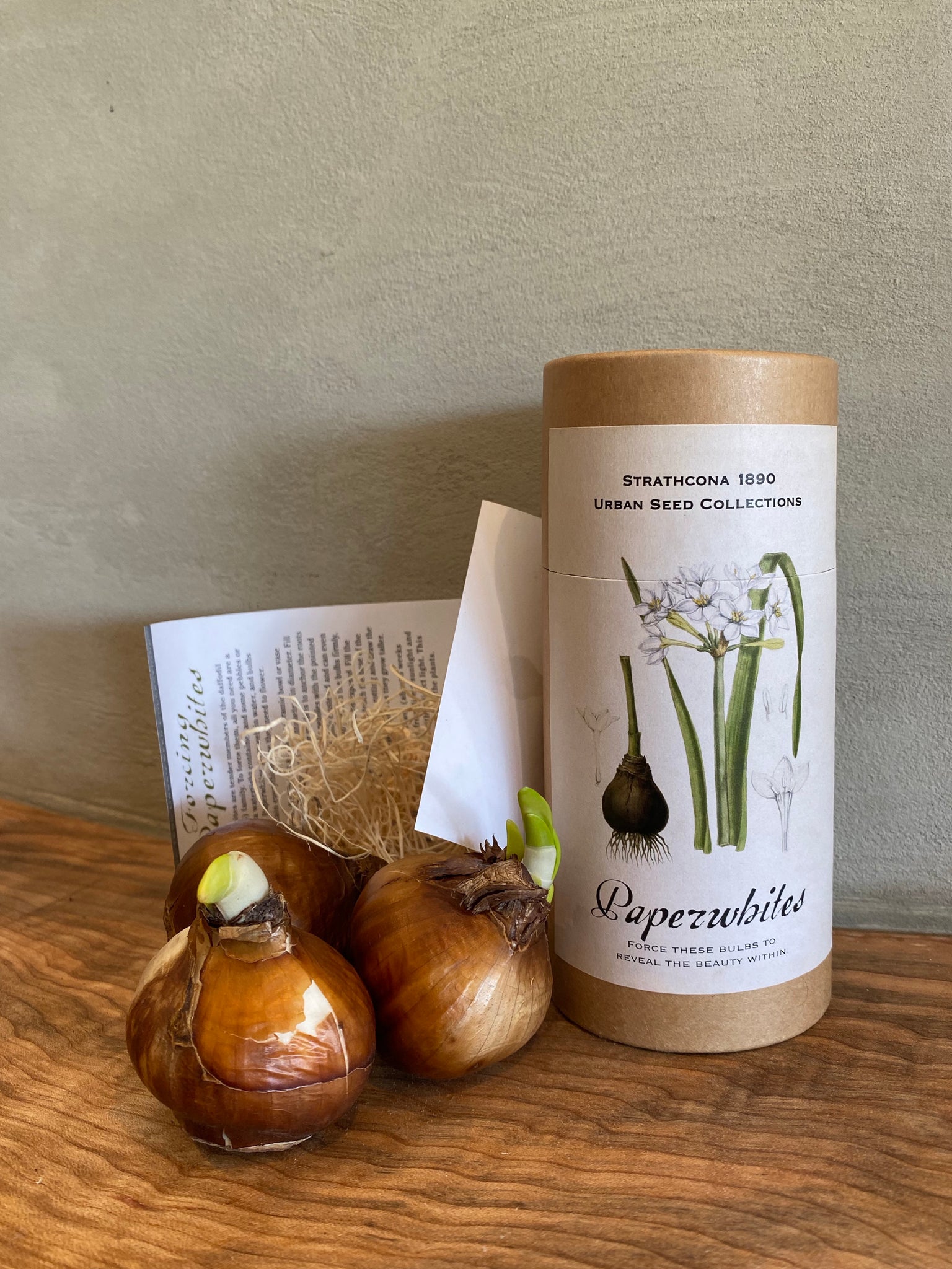 Paperwhites