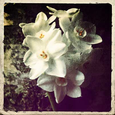 Paperwhites