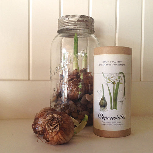 Paperwhites